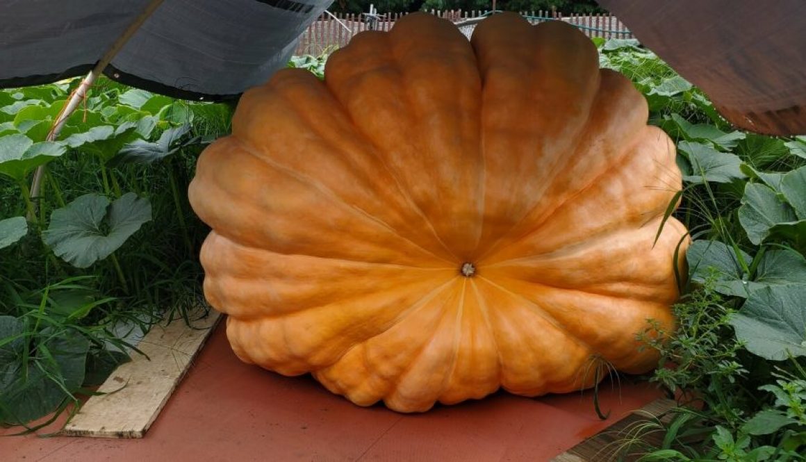 Giant Pumpkin in Bob Liggett's Pumpkin Patch