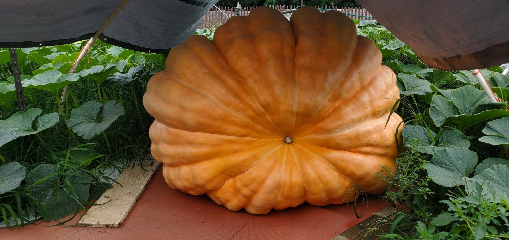 Giant Pumpkin in Bob Liggett's Pumpkin Patch