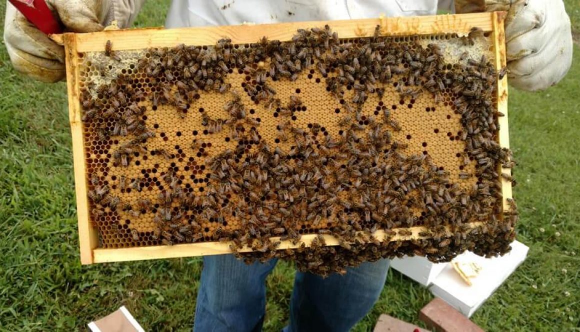 Bees from Colonial Hive and Honey