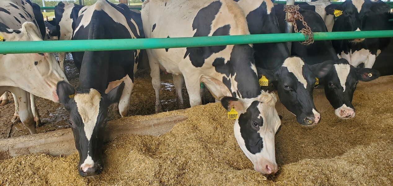 Heifers at Miedema Dairy Farm