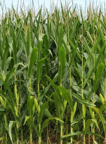 Impact farms can have on local community Corn