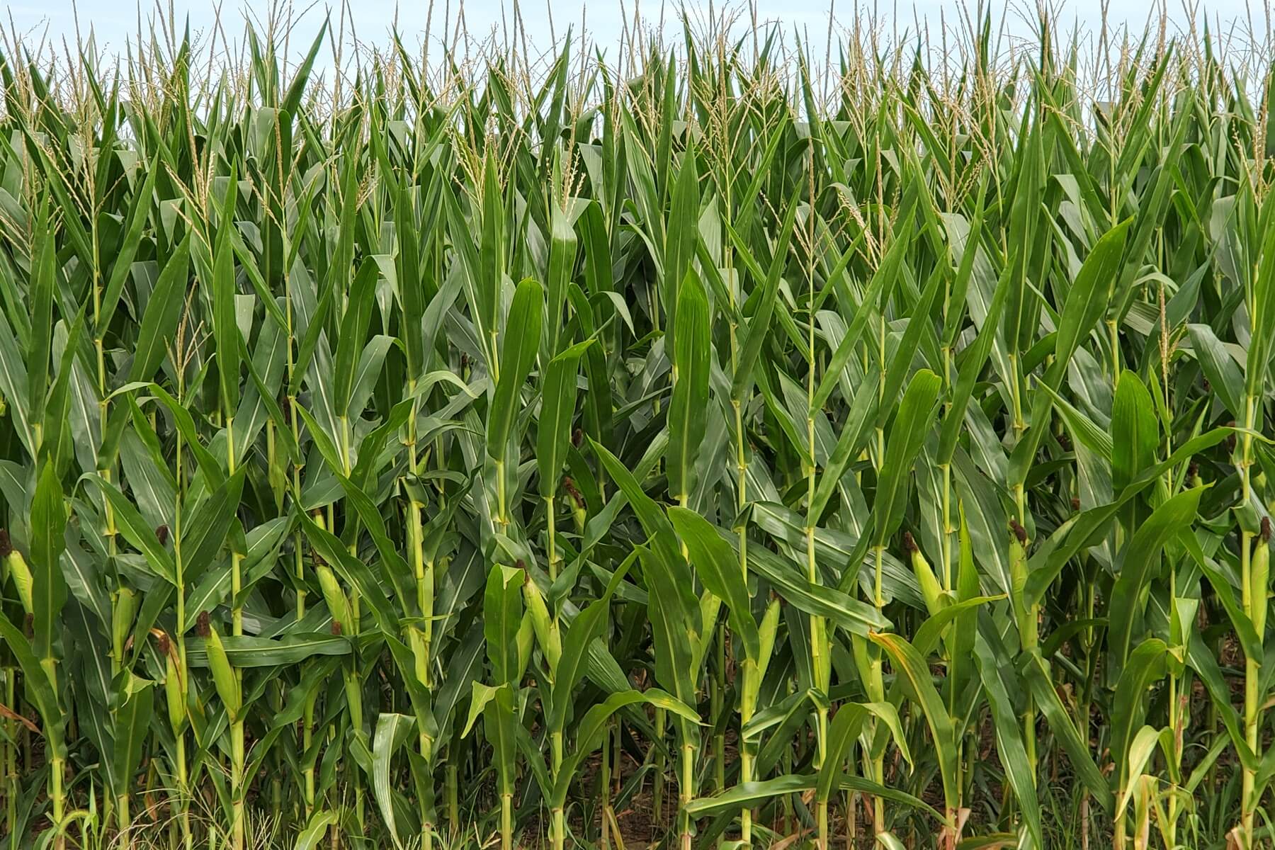 Impact farms can have on local community Corn