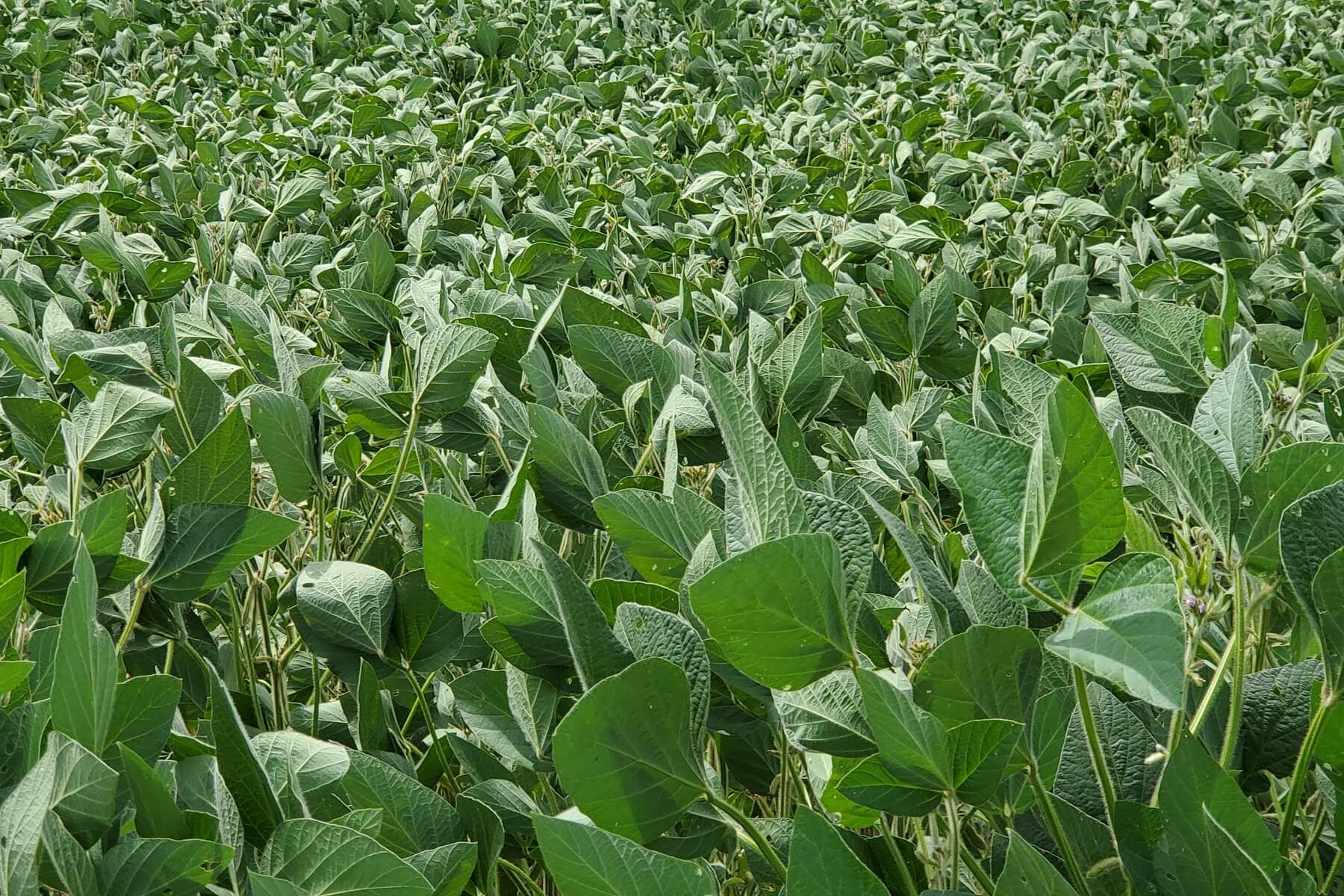 Impact farms can have on local community Soybean