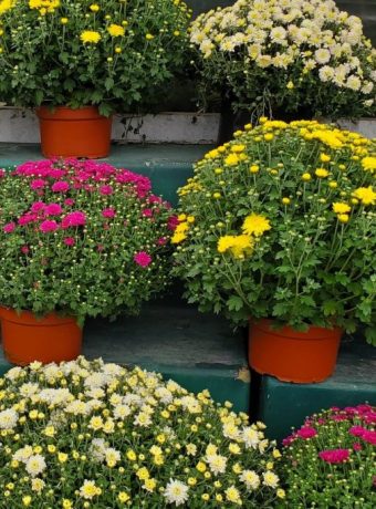 9 Ways to prepare your garden for end of summer mums