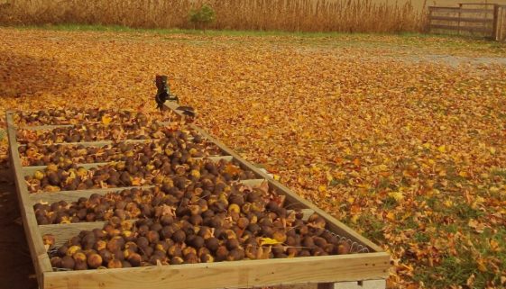 Harvesting Black Walnuts