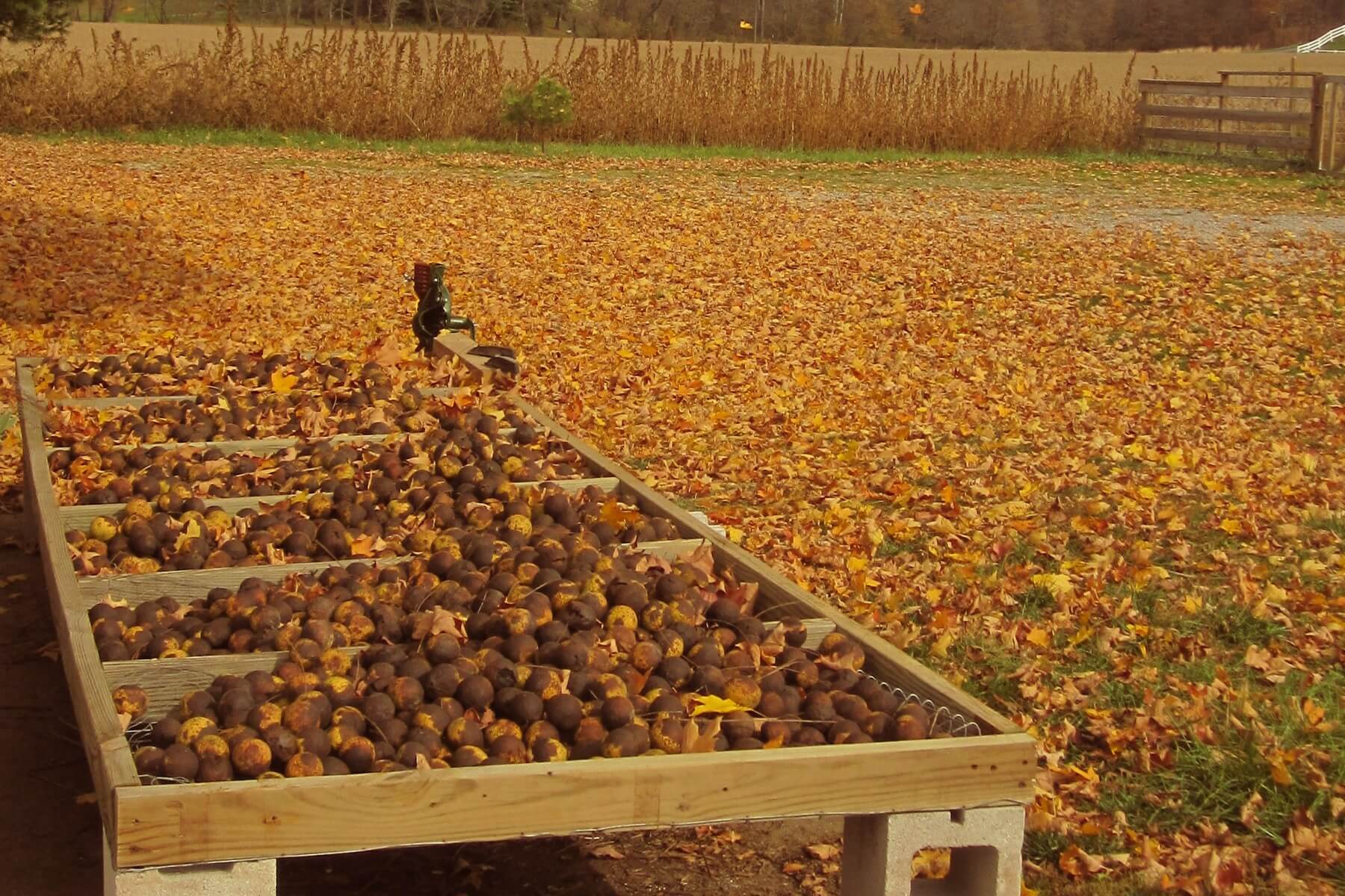 Harvesting Black Walnuts