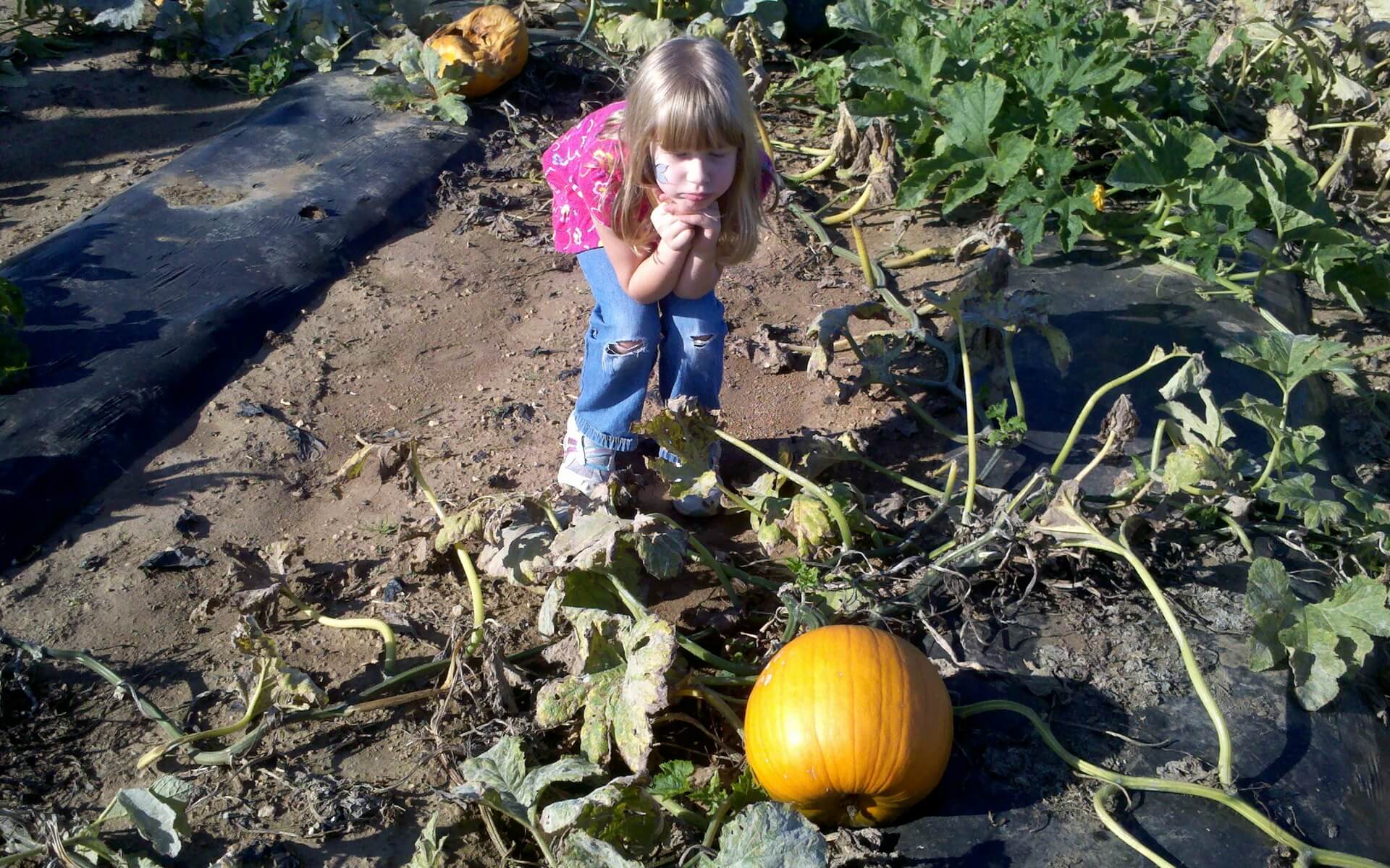 Pick pumpkins in pumpkin patch Pickaway County