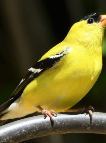 Our Backyard Birds: the American Goldfinch