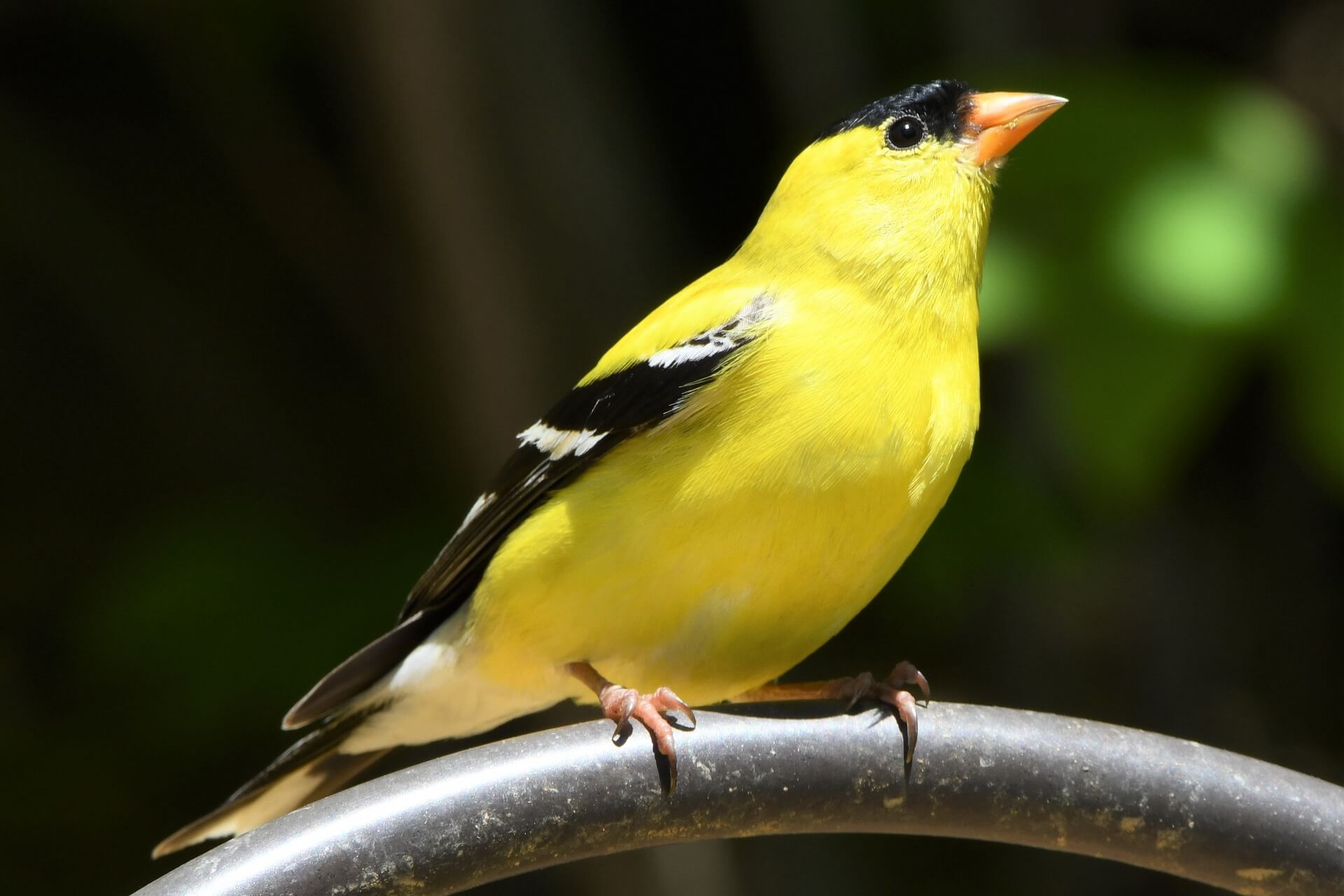 Our Backyard Birds: the American Goldfinch