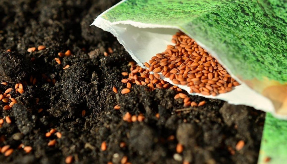 Tips to select the best seed for your garden