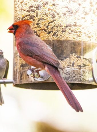 Types of bird feed for backyard feeders