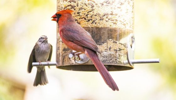 Types of bird feed for backyard feeders