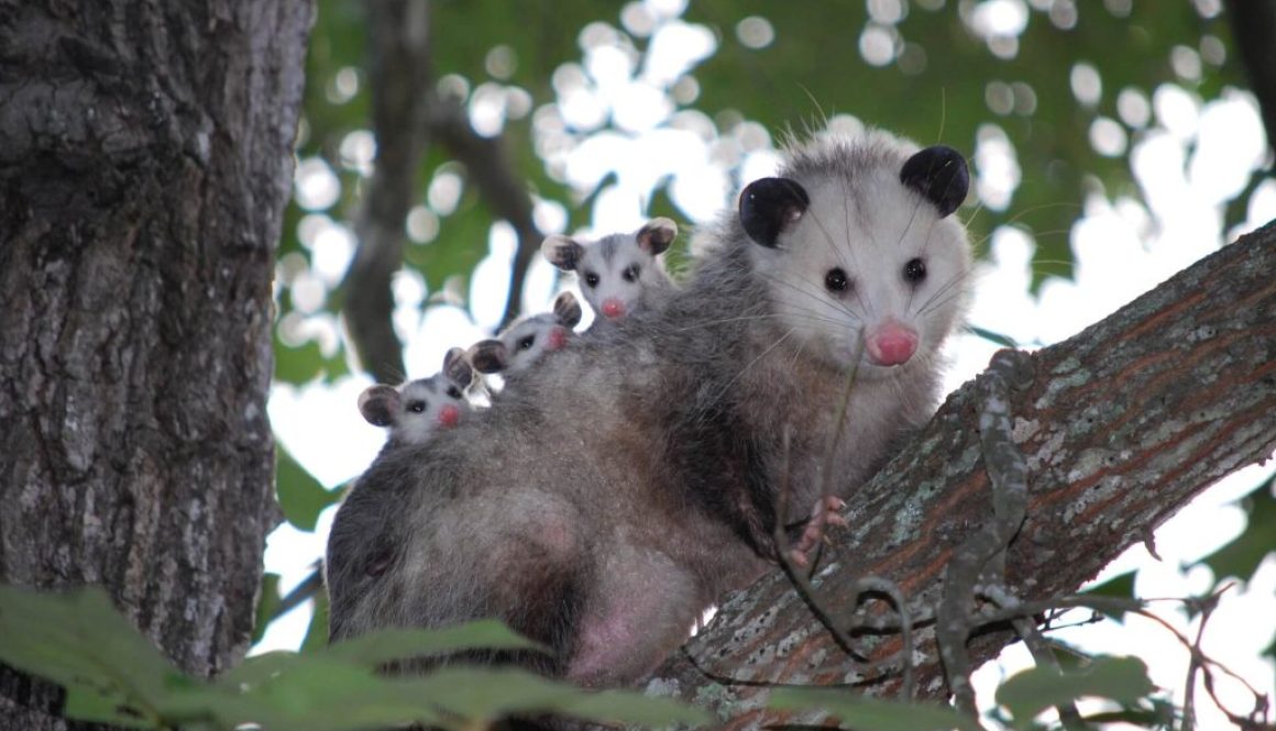 Small, furry opossums