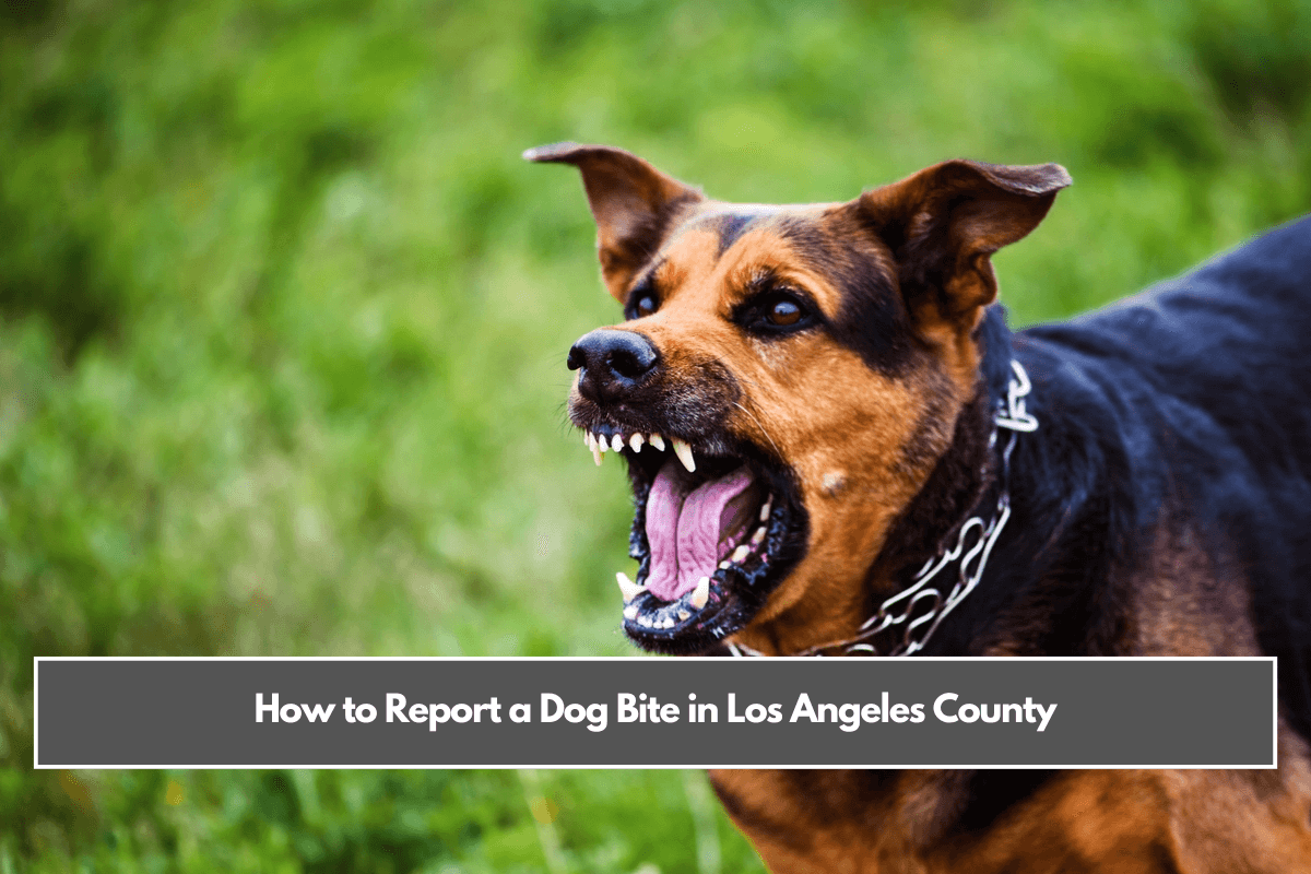 How to Report a Dog Bite in Los Angeles County