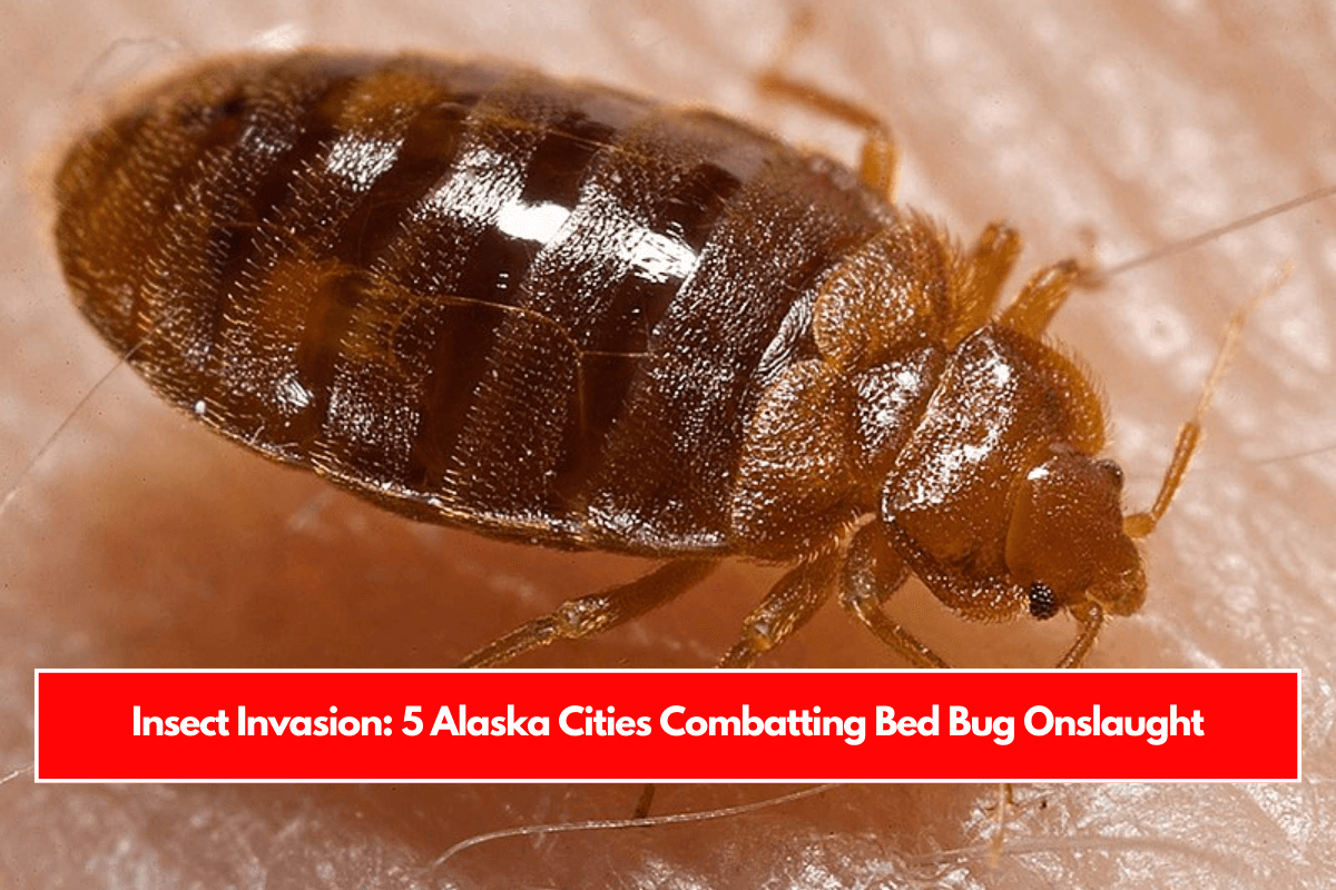 Insect Invasion 5 Alaska Cities Combatting Bed Bug Onslaught