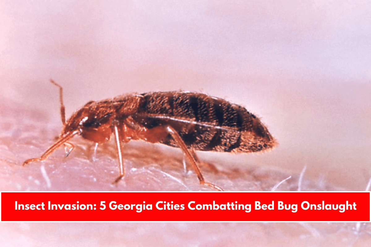 Insect Invasion 5 Georgia Cities Combatting Bed Bug Onslaught