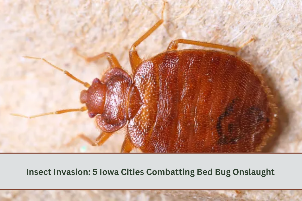 Insect Invasion: 5 Iowa Cities Combatting Bed Bug Onslaught