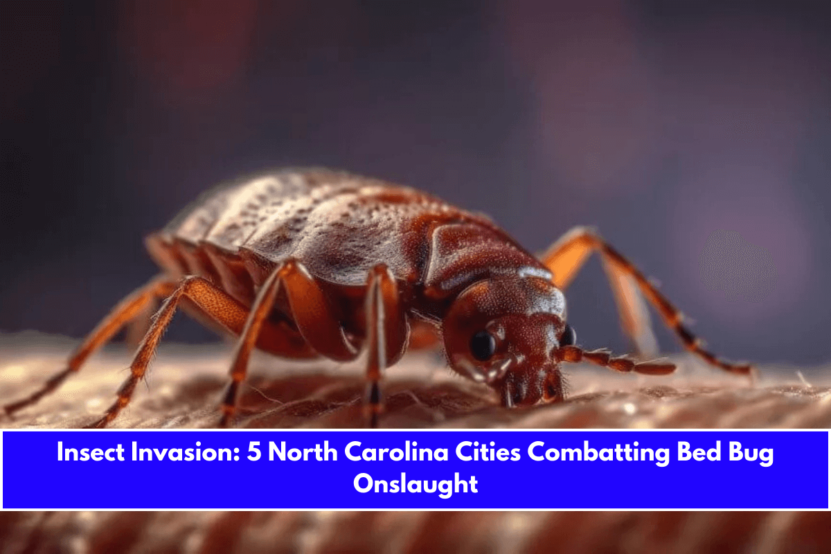 Insect Invasion 5 North Carolina Cities Combatting Bed Bug Onslaught