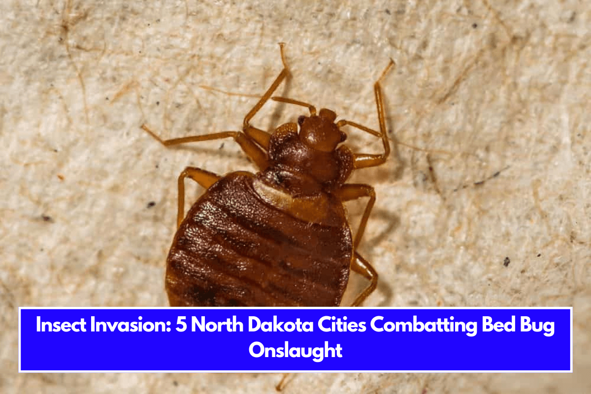 Insect Invasion 5 North Dakota Cities Combatting Bed Bug Onslaught