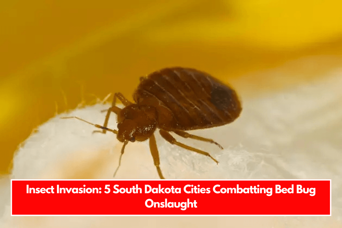 Insect Invasion 5 South Dakota Cities Combatting Bed Bug Onslaught