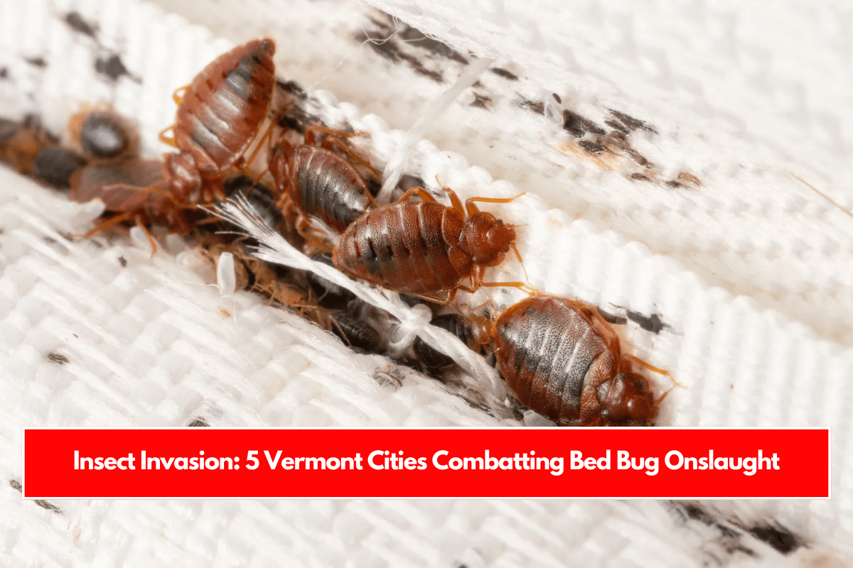 Insect Invasion 5 Vermont Cities Combatting Bed Bug Onslaught