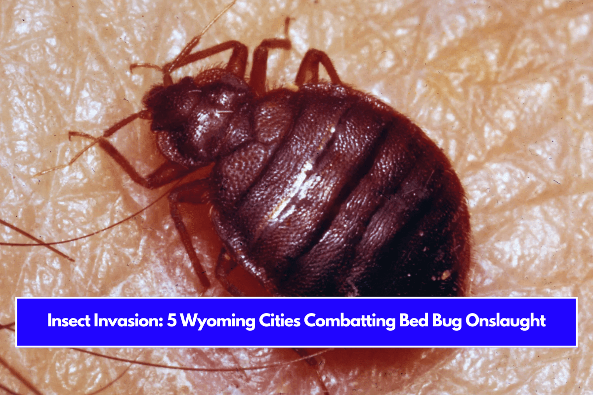 Insect Invasion 5 Wyoming Cities Combatting Bed Bug Onslaught