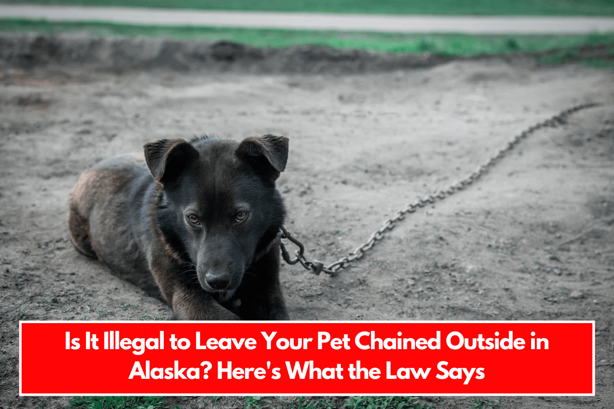 Is It Illegal to Leave Your Pet Chained Outside in Alaska Here's What the Law Says