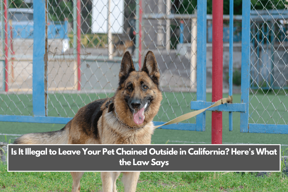 Is It Illegal to Leave Your Pet Chained Outside in California Here's What the Law Says