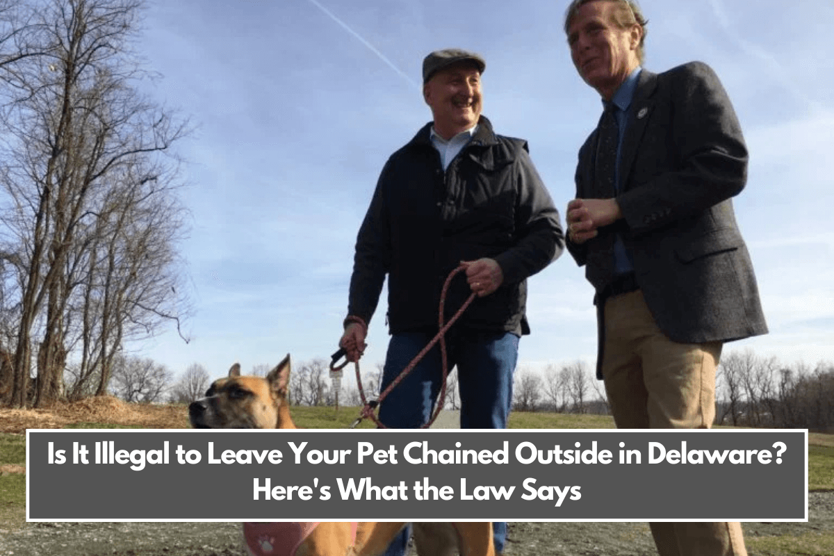 Is It Illegal to Leave Your Pet Chained Outside in Delaware Here's What the Law Says