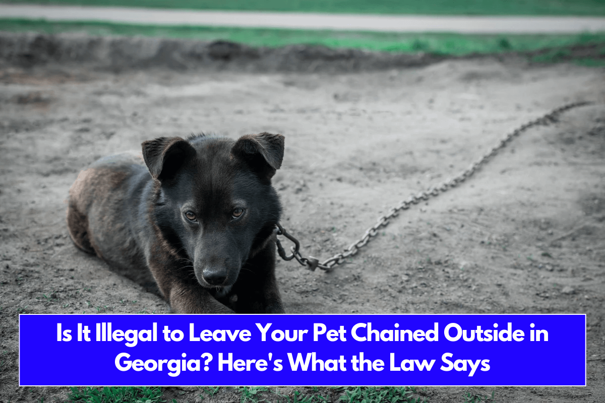 Is It Illegal to Leave Your Pet Chained Outside in Georgia Here's What the Law Says