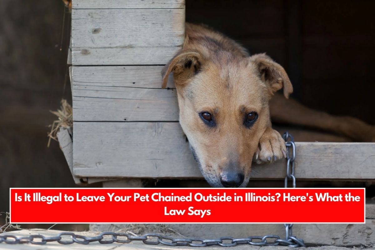 Is It Illegal to Leave Your Pet Chained Outside in Illinois Here's What the Law Says