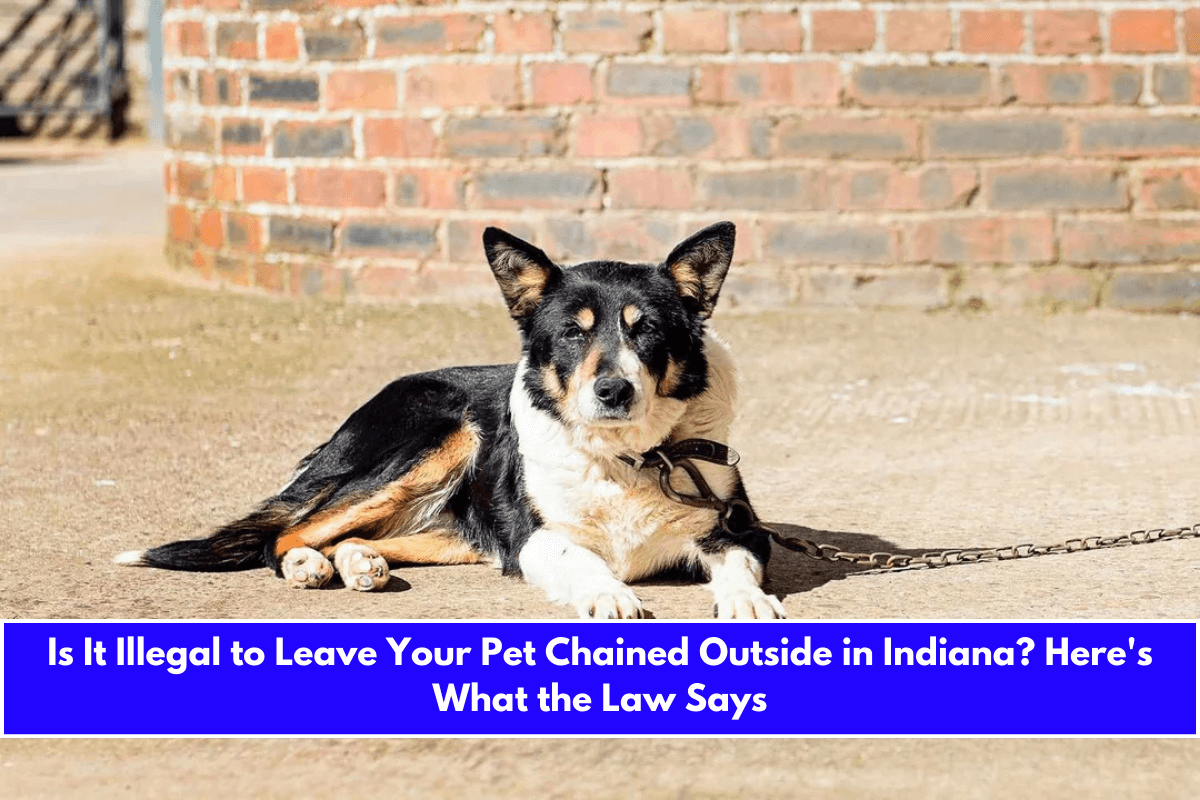 Is It Illegal to Leave Your Pet Chained Outside in Indiana Here's What the Law Says