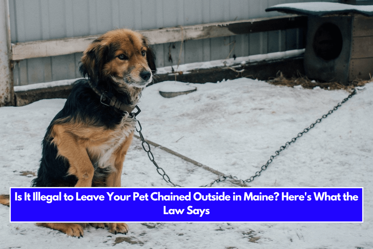 Is It Illegal to Leave Your Pet Chained Outside in Maine Here's What the Law Says