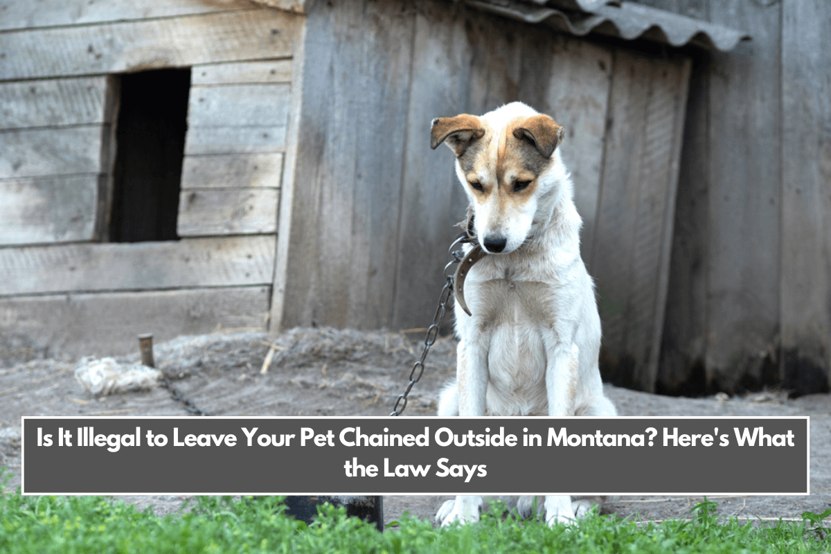 Is It Illegal to Leave Your Pet Chained Outside in Montana Here's What the Law Says