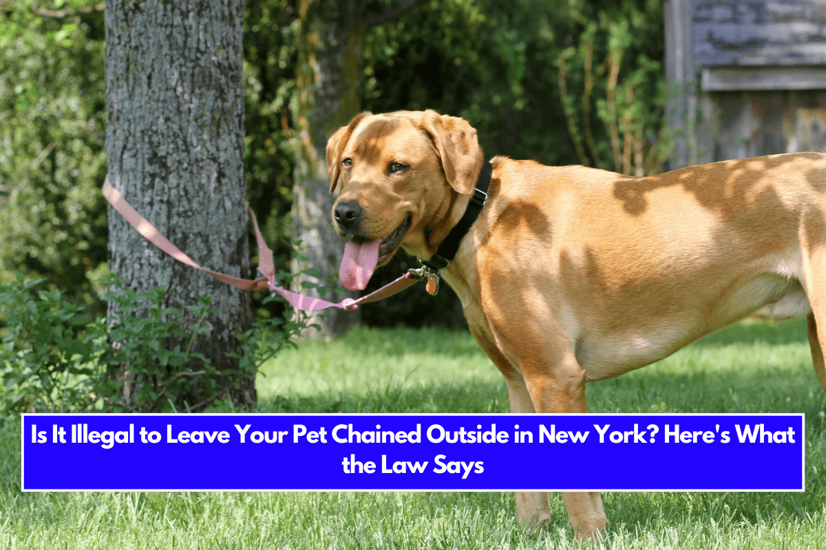 Is It Illegal to Leave Your Pet Chained Outside in New York Here's What the Law Says