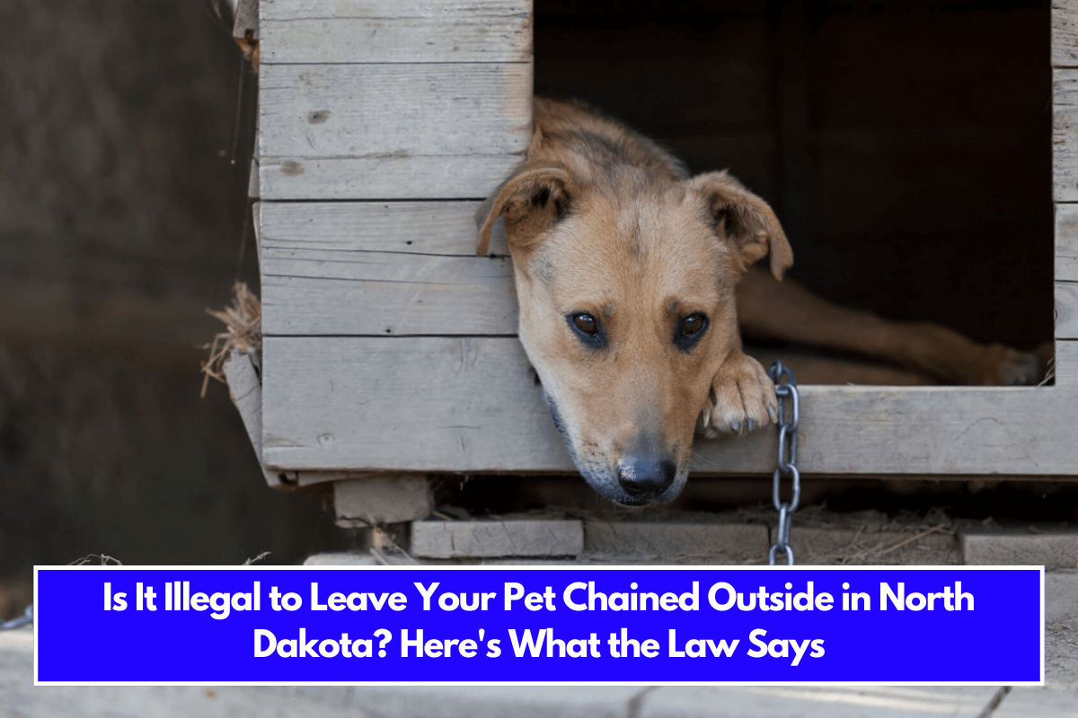 Is It Illegal to Leave Your Pet Chained Outside in North Dakota Here's What the Law Says