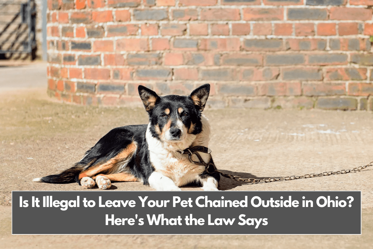 Is It Illegal to Leave Your Pet Chained Outside in Ohio Here's What the Law Says