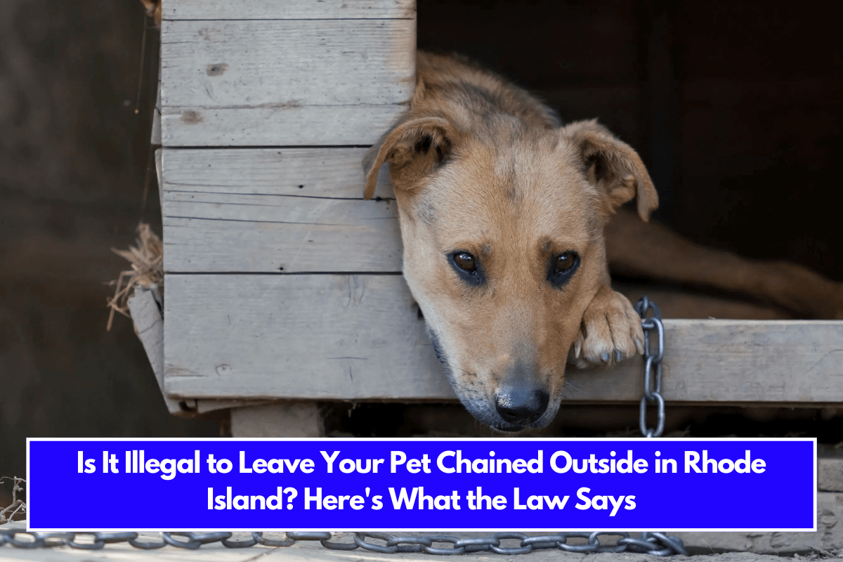 Is It Illegal to Leave Your Pet Chained Outside in Rhode Island Here's What the Law Says