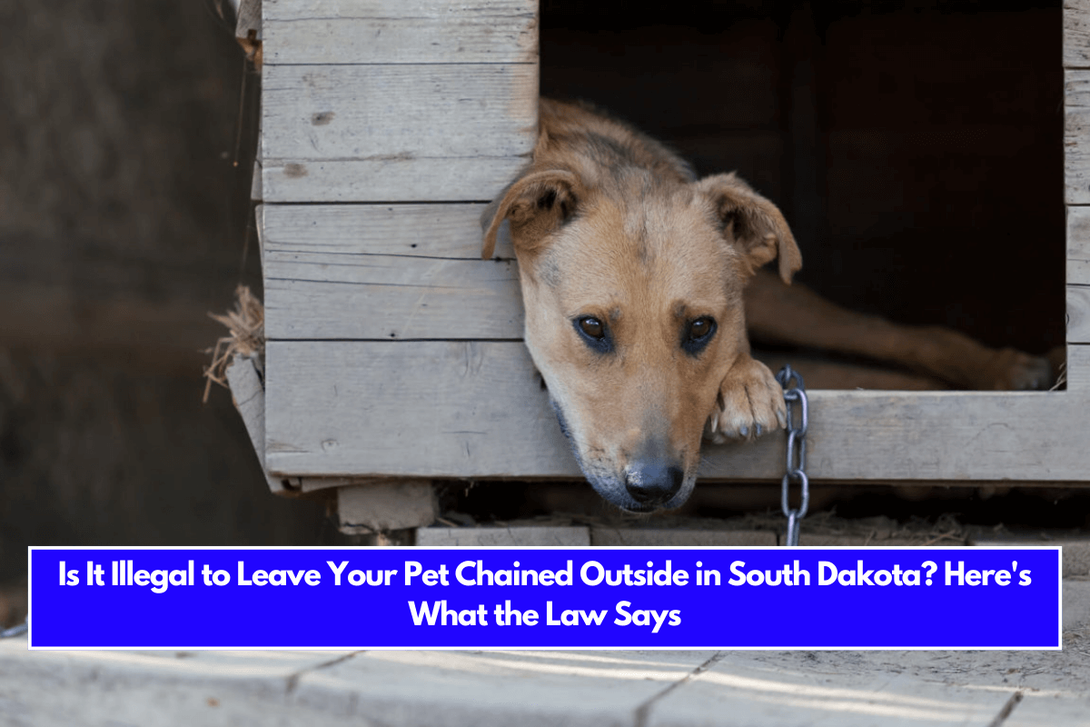 Is It Illegal to Leave Your Pet Chained Outside in South Dakota Here's What the Law Says