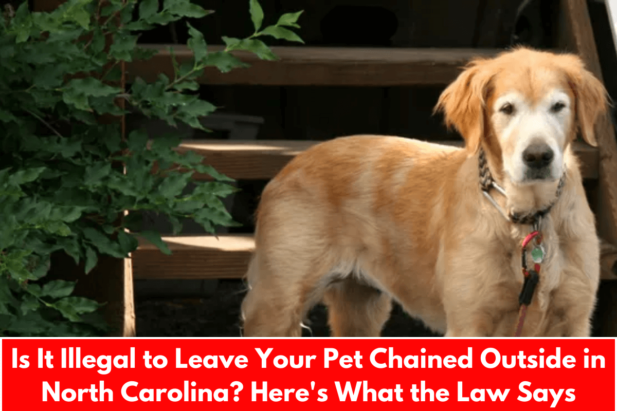 Is It Illegal to Leave Your Pet Chained Outside in North Carolina? Here's What the Law Says