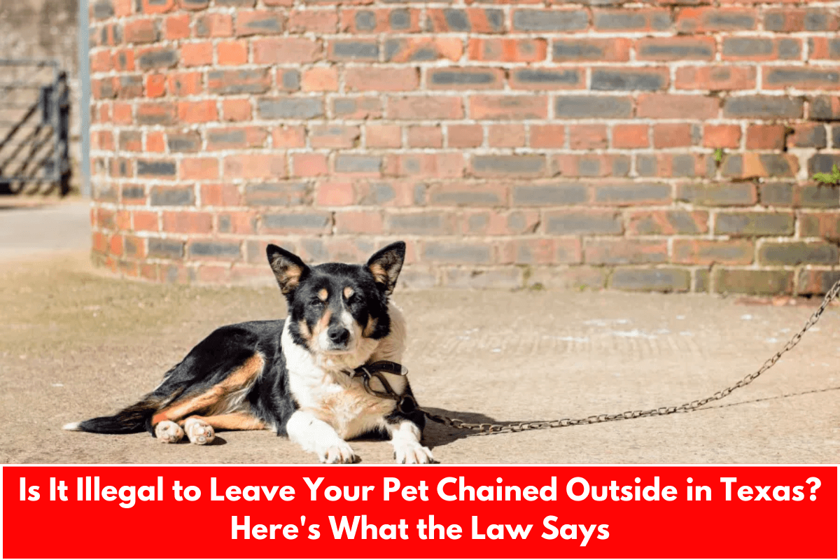 Is It Illegal to Leave Your Pet Chained Outside in Texas? Here's What the Law Says