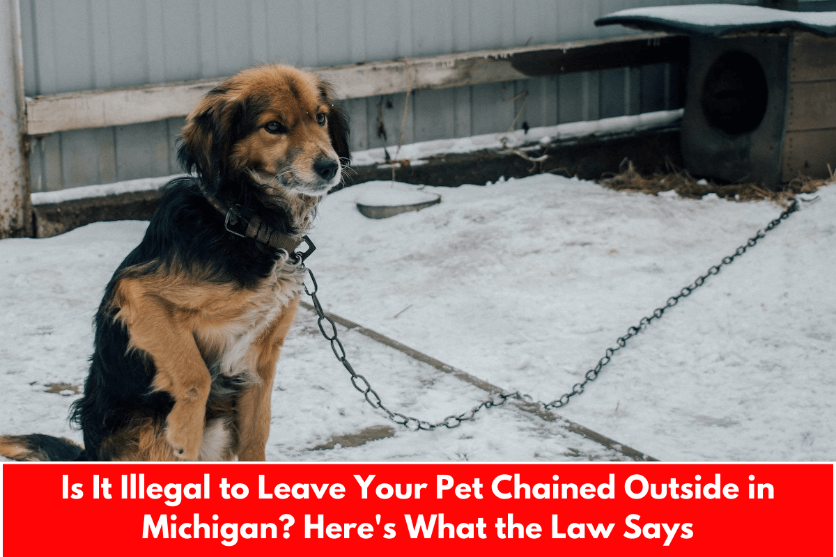 Is It Illegal to Leave Your Pet Chained Outside in Michigan? Here's What the Law Says