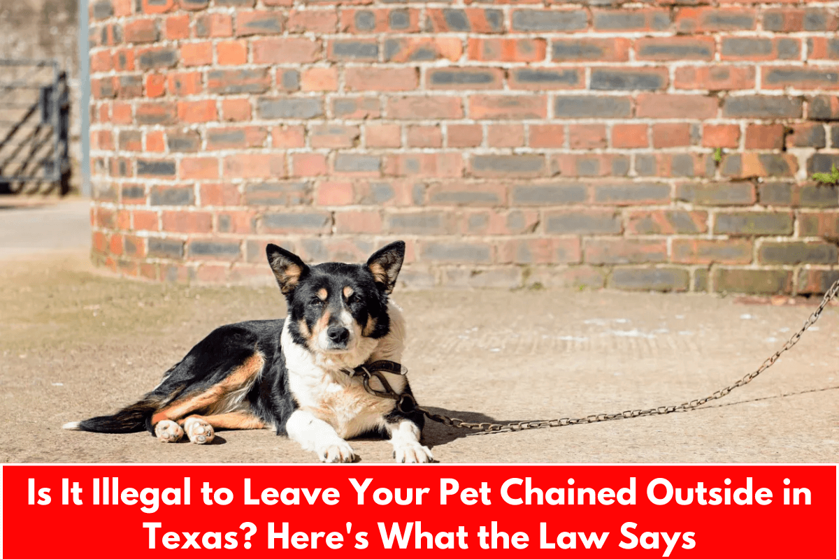 Is It Illegal to Leave Your Pet Chained Outside in Texas? Here's What the Law Says