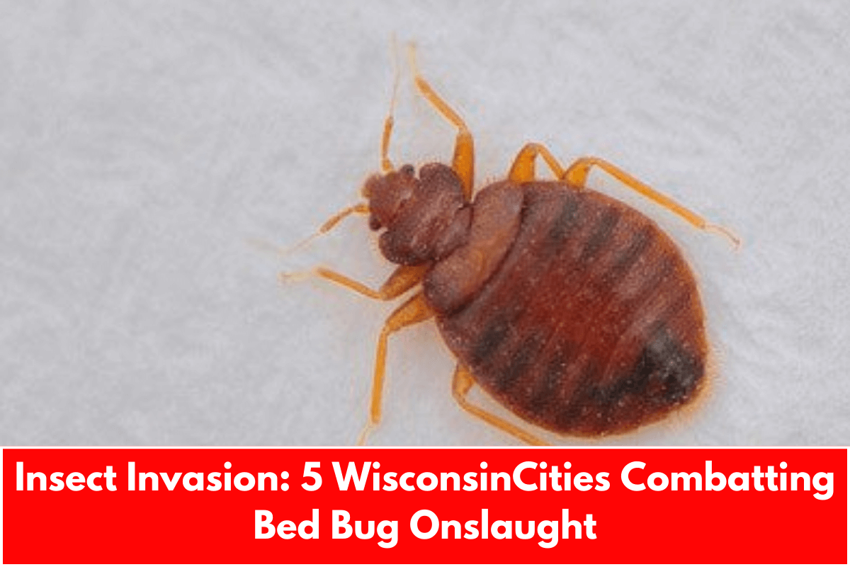 Insect Invasion: 5 WisconsinCities Combatting Bed Bug Onslaught