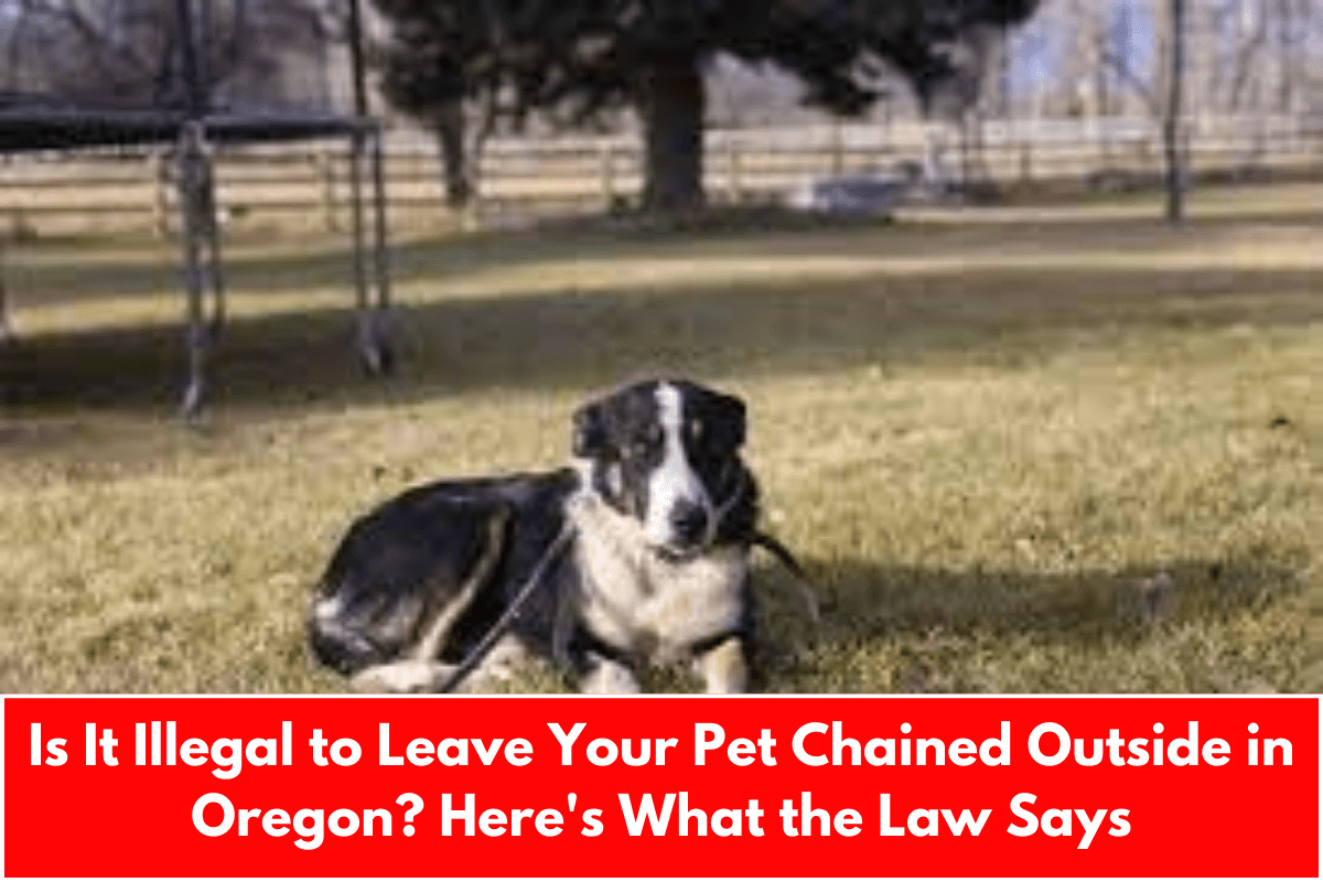 Is It Illegal to Leave Your Pet Chained Outside in Oregon? Here's What the Law Says