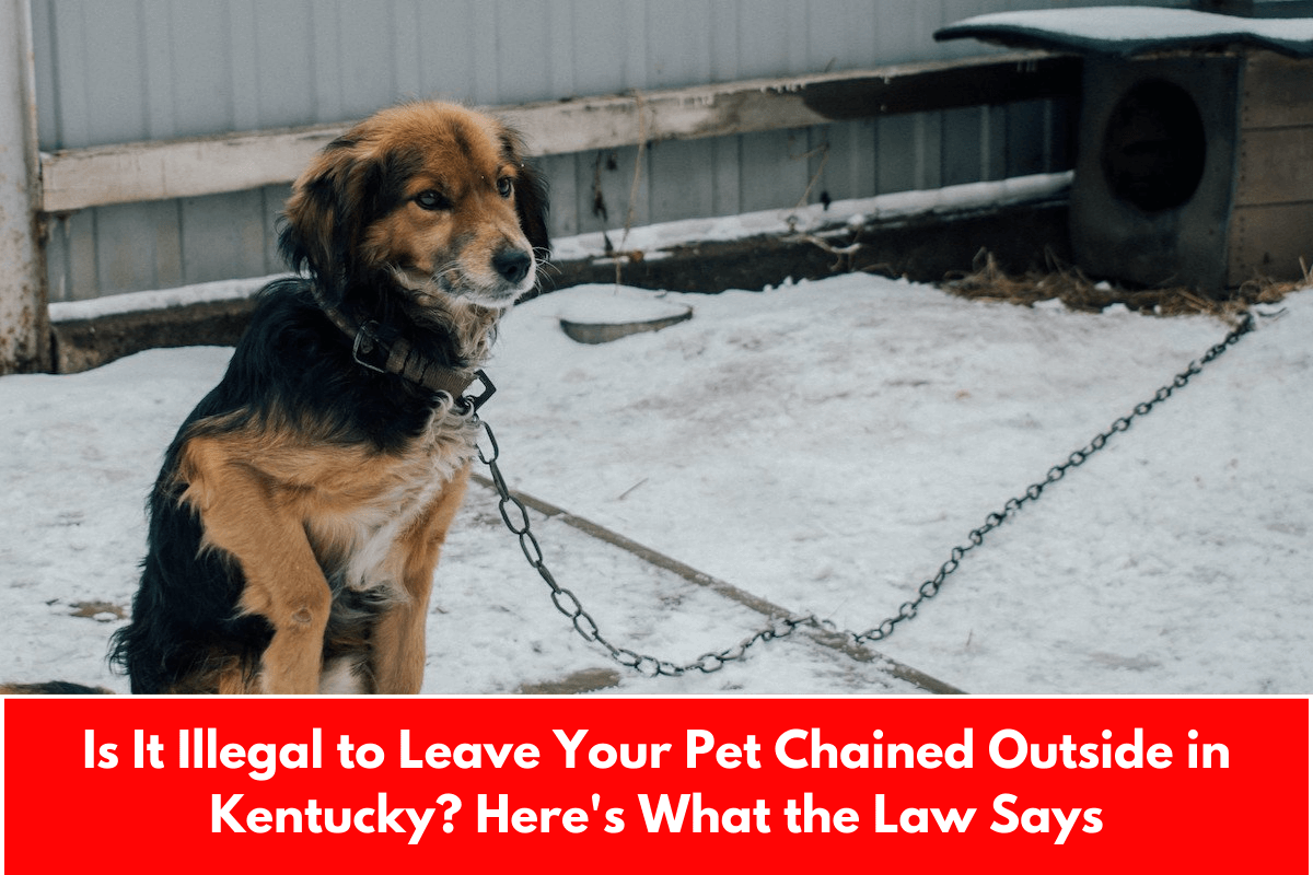 Is It Illegal to Leave Your Pet Chained Outside in Kentucky? Here's What the Law Says