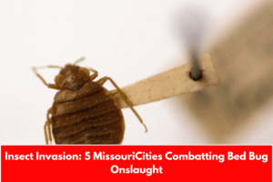 Insect Invasion: 5 MissouriCities Combatting Bed Bug Onslaught