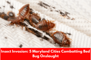 Insect Invasion: 5 Maryland Cities Combatting Bed Bug Onslaught