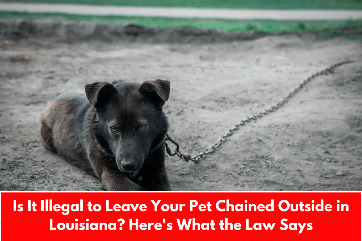 Is It Illegal to Leave Your Pet Chained Outside in Louisiana? Here's What the Law Says