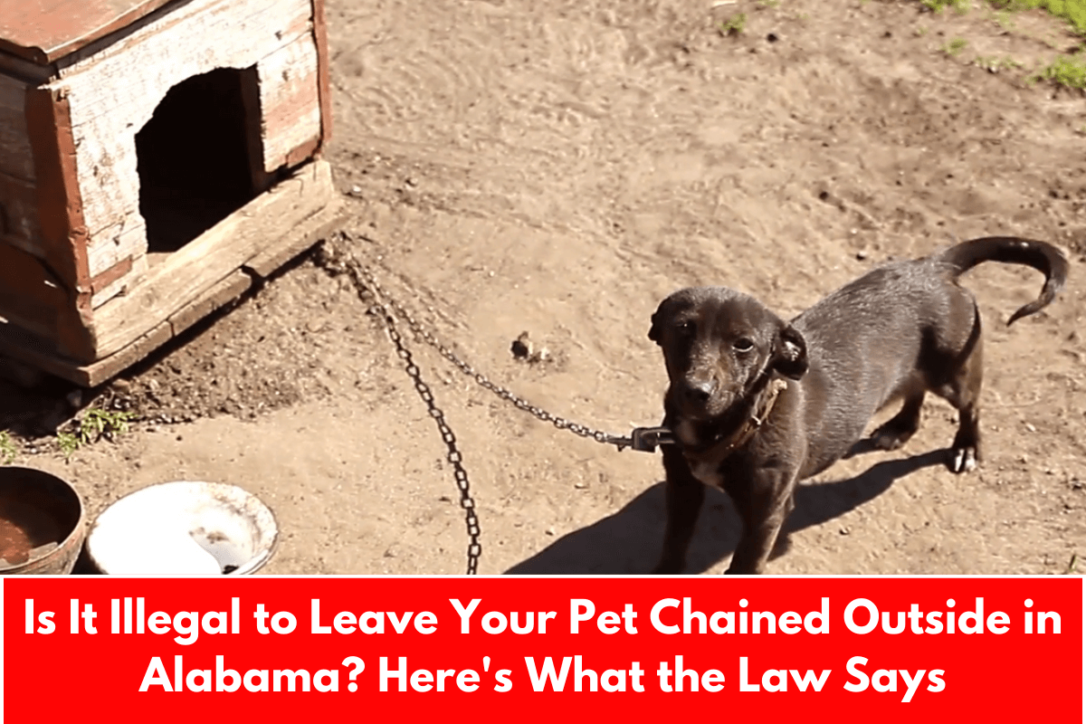 Is It Illegal to Leave Your Pet Chained Outside in Alabama? Here's What the Law Says